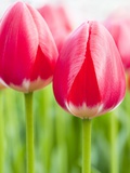Buy Dark Pink Tulips at AllPosters.com
