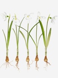 Buy Snowdrops at AllPosters.com