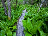 Buy Skunk cabbage along wooden trail on the Oregon Coast near Coos Bay at AllPosters.com