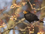 Eurasian blackbird foraging berries from tree