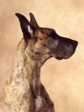 Buy Profile of a Great Dane at AllPosters.com