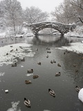 Lake and Bridge in Winter