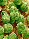 Buy Pollen of Melon at AllPosters.com