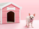 Chihuahua by kennel