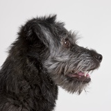 Wolfhound puppy