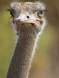 Buy Common Ostrich at AllPosters.com
