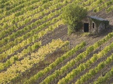 Italy, Tuscany shed in vineyard, elevated view
