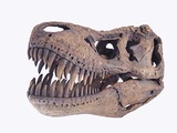 Buy Tyrannosaurus rex skull at AllPosters.com