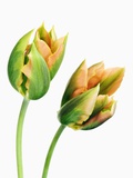 Buy Tulip at AllPosters.com