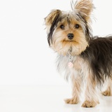 Portrait of Yorkshire terrier