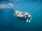 Buy Walrus Swimming Underwater Near Tiholmane Island at AllPosters.com