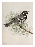 Buy A Painting of a Black-Throated Gray Warbler, Dendroica Nigrescens at AllPosters.com