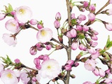Buy Cherry blossoms at AllPosters.com