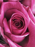Buy Purple rose at AllPosters.com