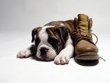 Portrait of English bulldog puppy with boot