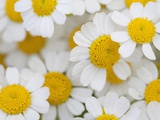 Buy Detail of daisies at AllPosters.com