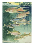 A variety of large scaled barbs and danios.