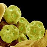 Buy Chickweed Pollen at AllPosters.com