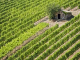 Italy, Tuscany, Vineyard with cabin