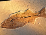 Buy Fish fossil at AllPosters.com