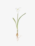 Buy Snowdrop at AllPosters.com