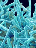 Buy Marine Diatom at AllPosters.com