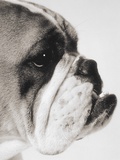 Profile of a bulldog, black & white