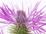 Buy Purple Galactites at AllPosters.com