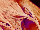 Surface of a valve of a rat heart