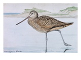 Buy A Painting of a Marbled Godwit, Limosa Fedoa at AllPosters.com