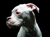 Close-up of a white Boxer puppy