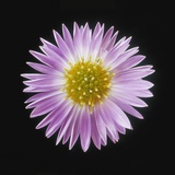 Buy Gerber Daisy in Black Background at AllPosters.com