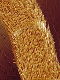 Buy Antenna of ant at AllPosters.com