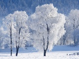 Austria, Salzburger Land, Trees in snow