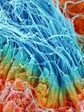 Sperm in rat testis