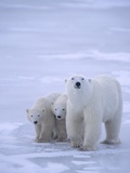 Mother Polar Bear (Ursus maritimus) with Cubs, Churchill, Manitoba