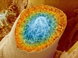 Buy Sperm Production at AllPosters.com