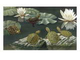 Turtles perch on rocks and water lily pads