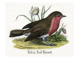 Robin Red-Breast