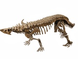 Buy Skeleton of a Desmatosuchus from the late Triasssic at AllPosters.com