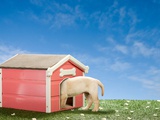 Labrador puppy in kennel