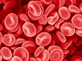 Buy Human Red blood cells at AllPosters.com