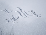 Buy Flock of Black-headed gull flying in blizzard at AllPosters.com