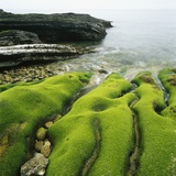 Moss Covered Rocks on Beach in Japan