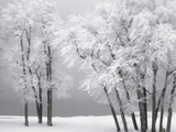 Buy Foggy winter day at Bear Lake at AllPosters.com
