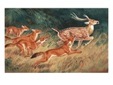 Buy A Pack of Dholes Chase a Deer at AllPosters.com