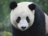 Giant panda cub