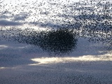 Buy Mass of Starlings flying at twilight at AllPosters.com