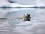 Buy Polar Bear Swimming in Svalbard Islands at AllPosters.com