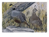 A Painting of a Pair of Quail